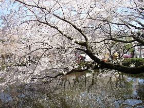 【画像】三嶋大社・神池の満開の桜