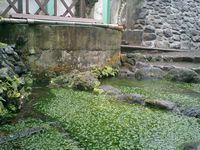 【画像】雷井戸近くに繁茂する三島梅花藻の様子
