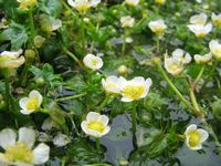 【画像】白い可憐な花を咲かせる三島梅花藻