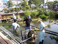【画像】三島梅花藻の里の整備作業の様子