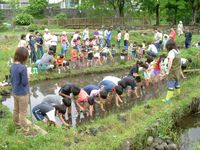 【画像】地元の三島西小学校生徒による田植えの様子