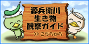 源兵衛川生き物観察ガイド