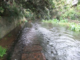 増水中の源兵衛川の風景（2ゾーン・水の散歩道）