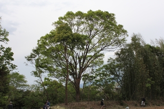 グラウンドワーク三島 - 竹の伐採作業により松毛川の「ご神木」あらわる