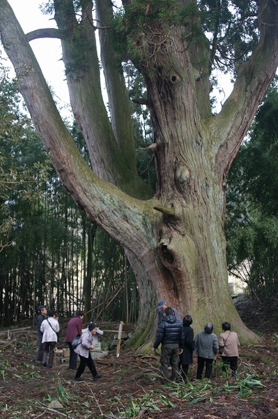 樹齢千年を超える大杉の保護活動の説明を受ける参加者