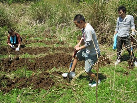 キュウリ植付のための土起し