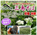 【参加者募集】11/23開催「三島そば収穫体験」