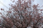 12/2三島梅花藻の里の「ヒマラヤ桜」が見頃です