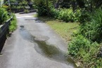 三島梅花藻の里・隣接道路の湧水