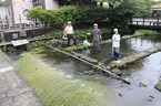 【参加者募集】8/27開催「三島梅花藻の里・チョイボラチャレンジ」
